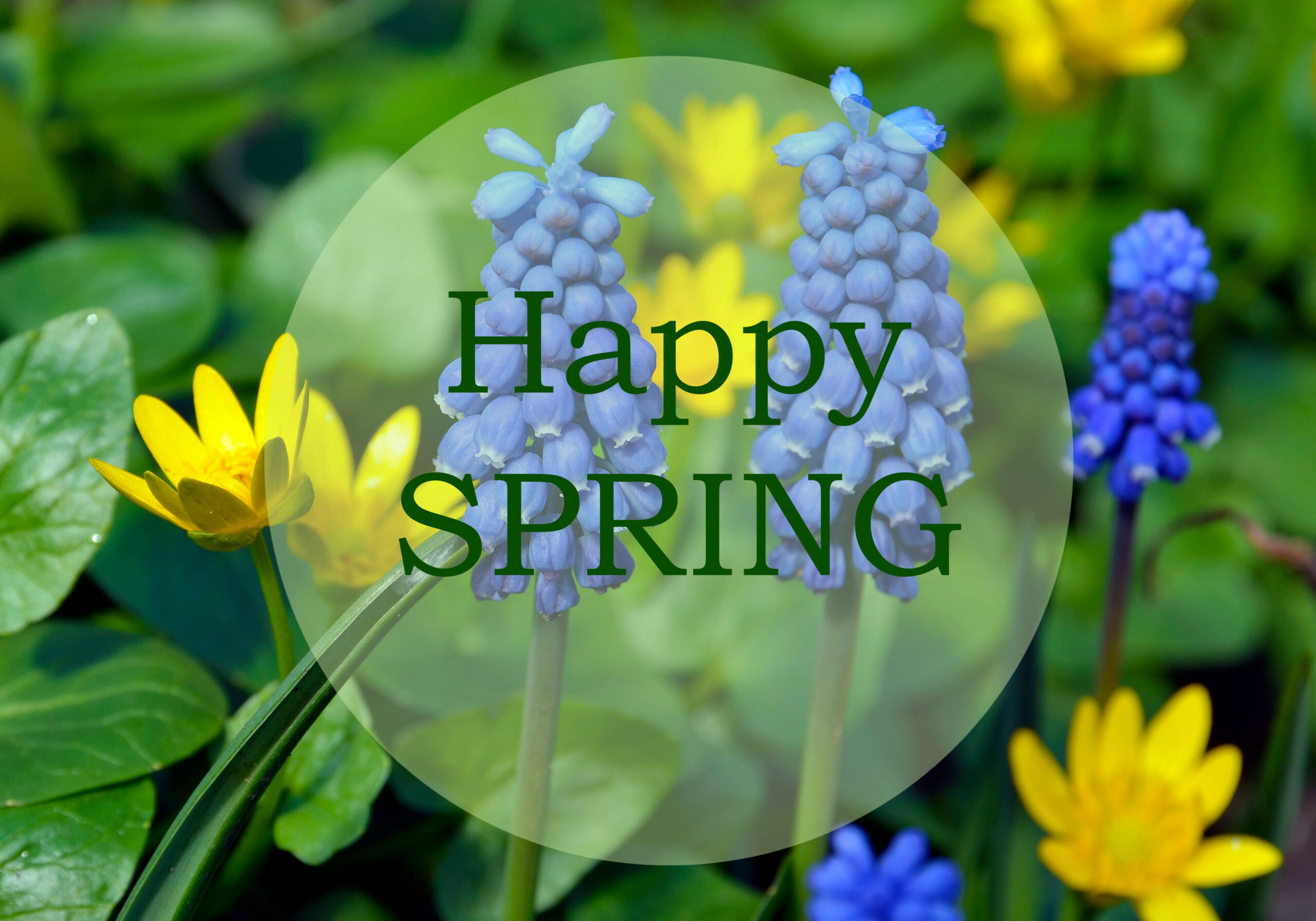 Happy Spring.Bright spring flowers background with text.Springti