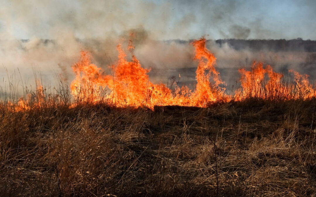 Wildfire Safety